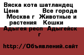 Вяска кота шатландец › Цена ­ 1 000 - Все города, Москва г. Животные и растения » Кошки   . Адыгея респ.,Адыгейск г.